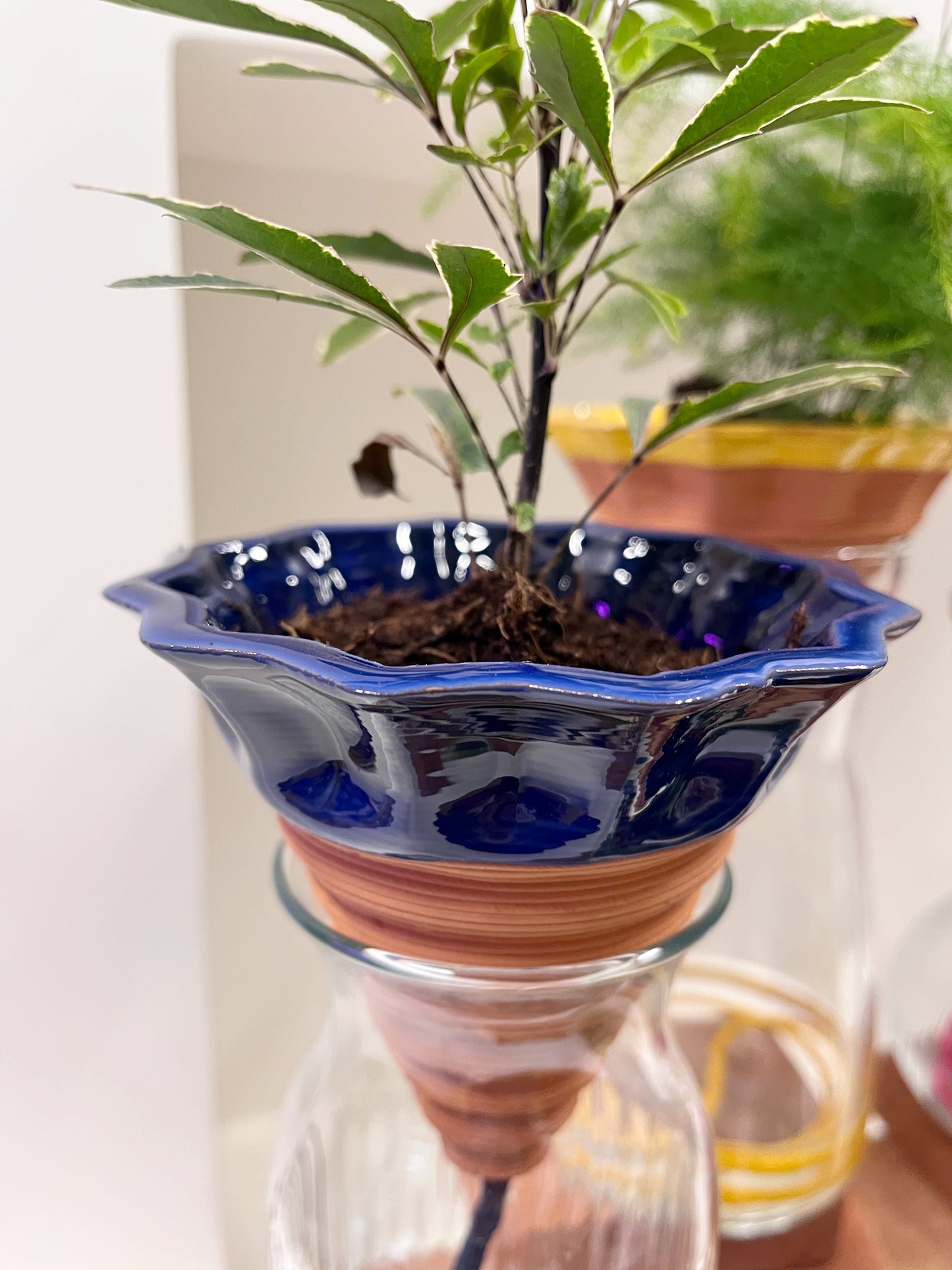Nomade GLAZED – the self-watering TERRACOTTA pot
