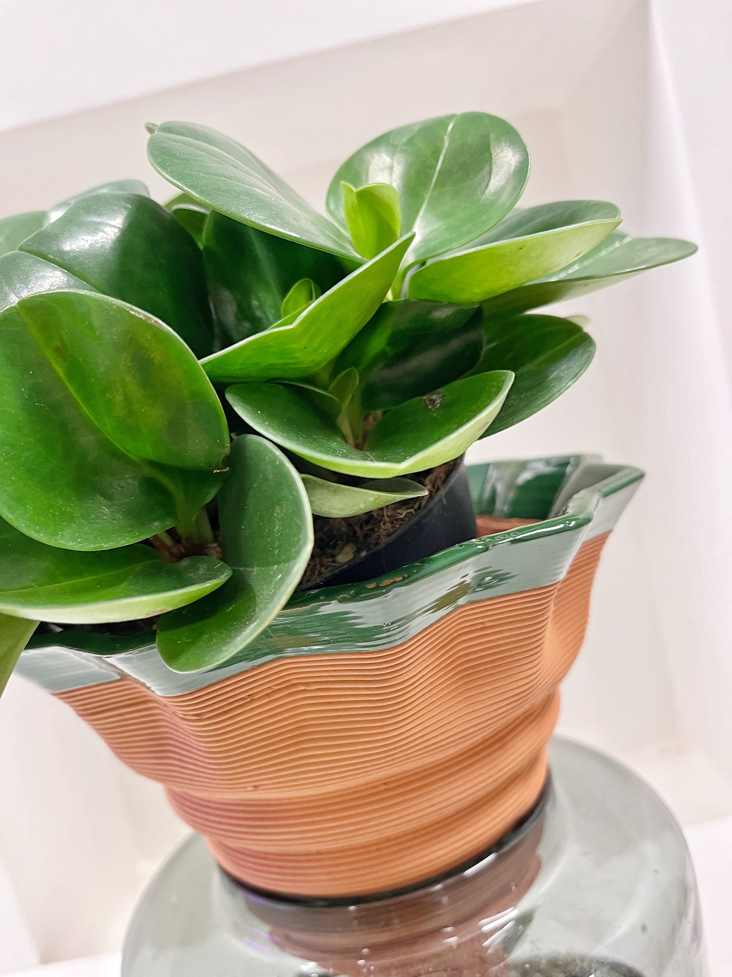 Nomade GLAZED – the self-watering TERRACOTTA pot