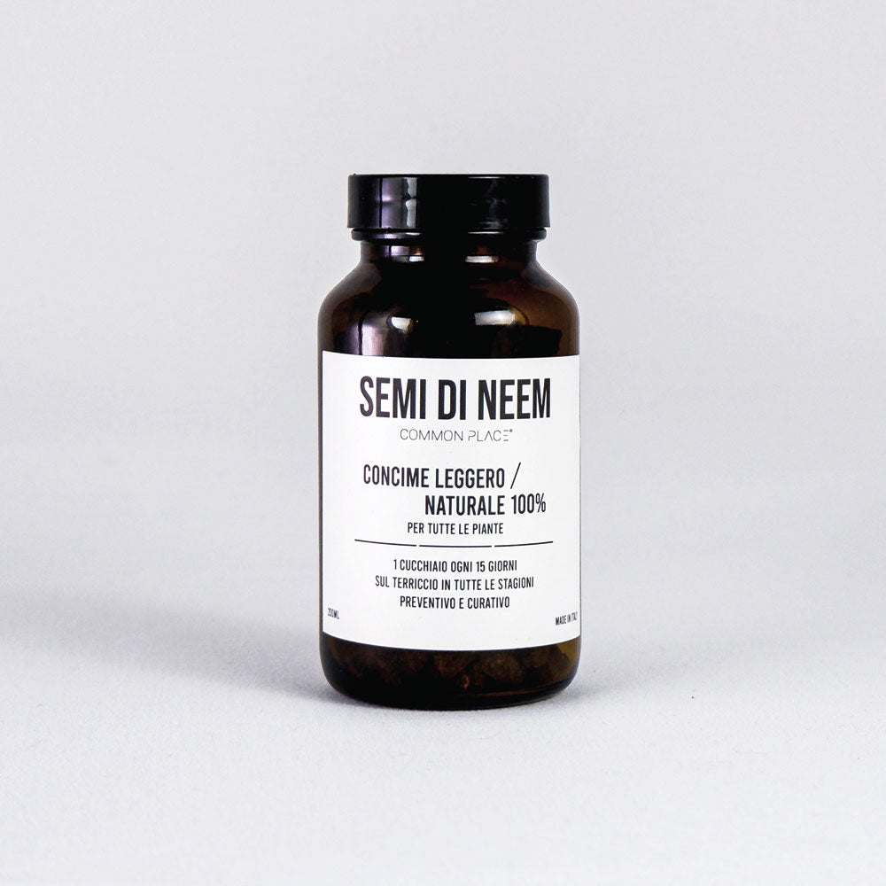 Neem seeds