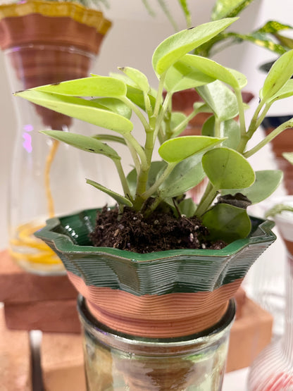 Nomade GLAZED – the self-watering TERRACOTTA pot