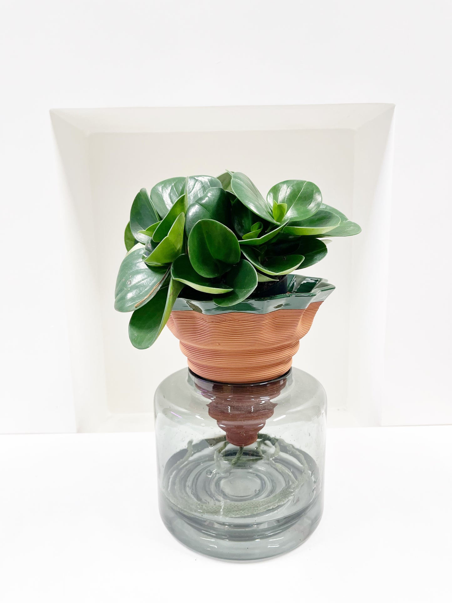 Nomade GLAZED – the self-watering TERRACOTTA pot