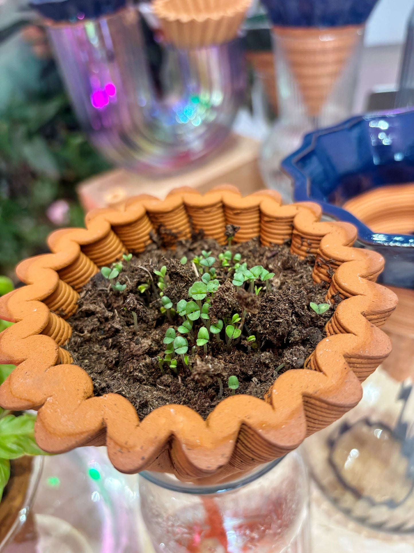 MINI NOMADE from italy with basil