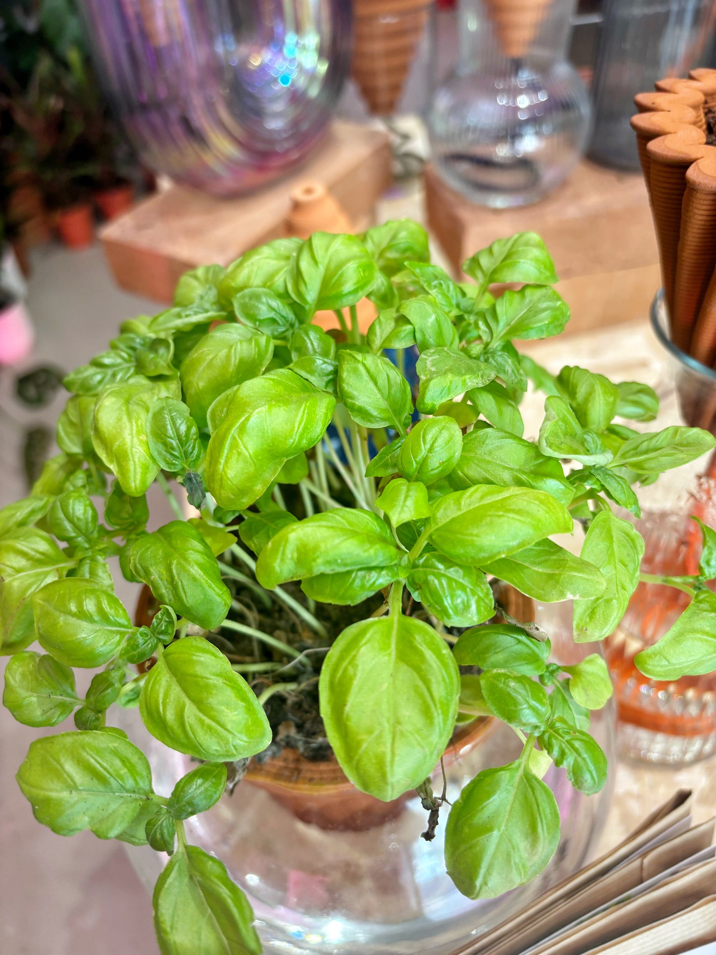 MINI NOMADE from italy with basil