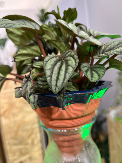 Nomade GLAZED – the self-watering TERRACOTTA pot